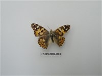 藏品(小紅蛺蝶)的圖片